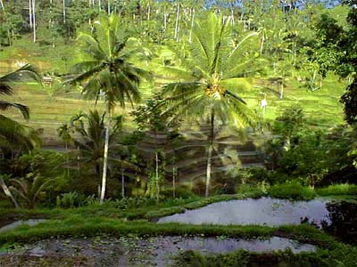 REISTERRASSEN NAHE UBUD